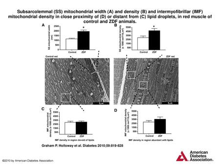 Subsarcolemmal (SS) mitochondrial width (A) and density (B) and intermyofibrillar (IMF) mitochondrial density in close proximity of (D) or distant from.