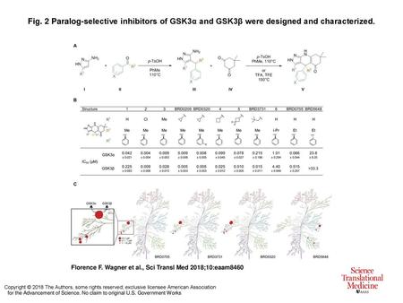 Fig. 2 Paralog-selective inhibitors of GSK3α and GSK3β were designed and characterized. Paralog-selective inhibitors of GSK3α and GSK3β were designed and.