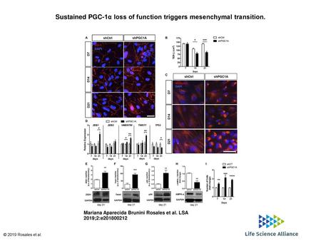 Sustained PGC-1α loss of function triggers mesenchymal transition.