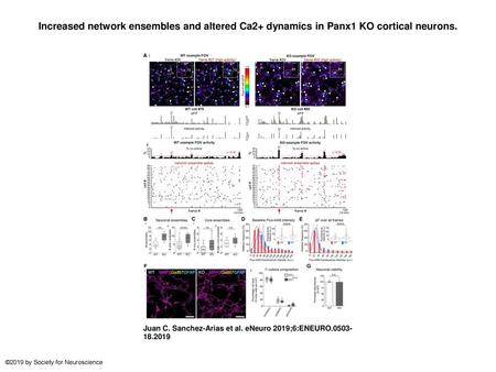 Increased network ensembles and altered Ca2+ dynamics in Panx1 KO cortical neurons. Increased network ensembles and altered Ca2+ dynamics in Panx1 KO cortical.