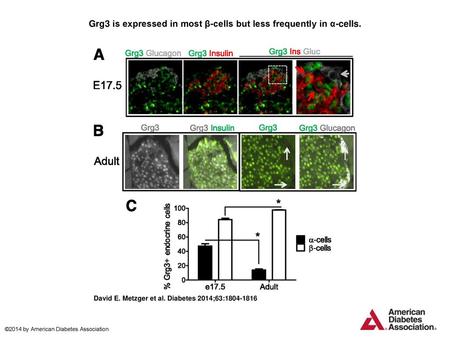 Grg3 is expressed in most β-cells but less frequently in α-cells.