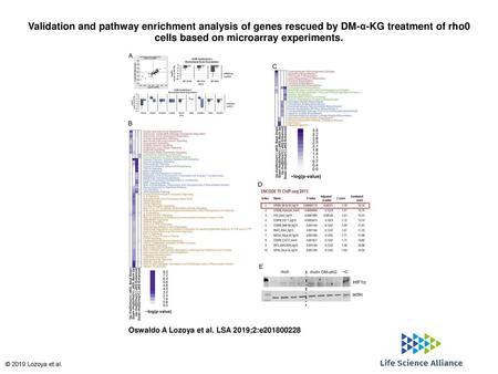 Validation and pathway enrichment analysis of genes rescued by DM-α-KG treatment of rho0 cells based on microarray experiments. Validation and pathway.