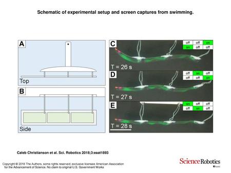 Schematic of experimental setup and screen captures from swimming.