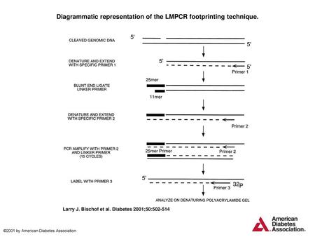 Diagrammatic representation of the LMPCR footprinting technique.