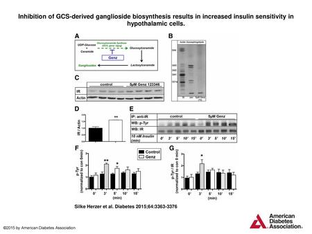 Inhibition of GCS-derived ganglioside biosynthesis results in increased insulin sensitivity in hypothalamic cells. Inhibition of GCS-derived ganglioside.