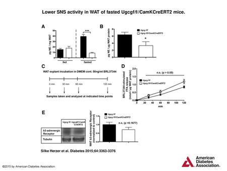 Lower SNS activity in WAT of fasted Ugcgf/f//CamKCreERT2 mice.