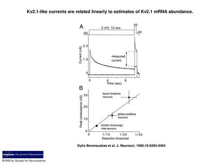 Kv2. 1-like currents are related linearly to estimates of Kv2