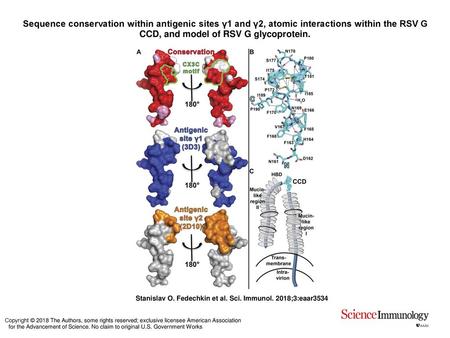 Sequence conservation within antigenic sites γ1 and γ2, atomic interactions within the RSV G CCD, and model of RSV G glycoprotein. Sequence conservation.