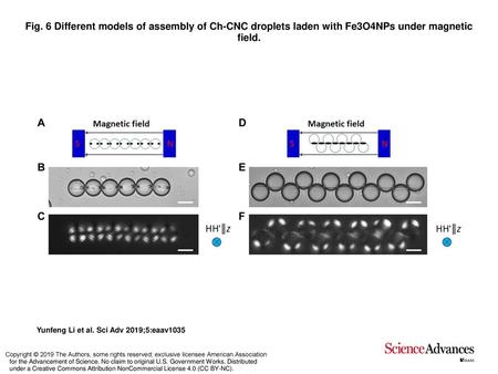 Fig. 6 Different models of assembly of Ch-CNC droplets laden with Fe3O4NPs under magnetic field. Different models of assembly of Ch-CNC droplets laden.