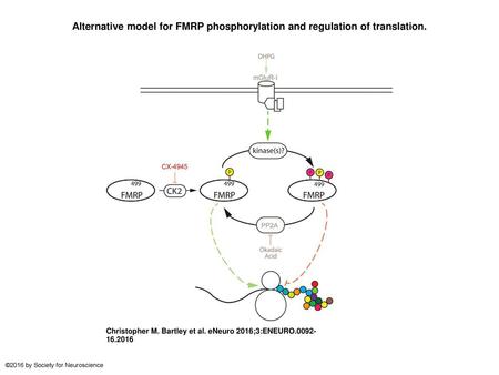 Alternative model for FMRP phosphorylation and regulation of translation. Alternative model for FMRP phosphorylation and regulation of translation. FMRP.