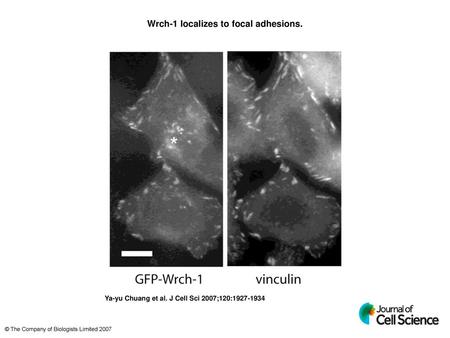 Wrch-1 localizes to focal adhesions.