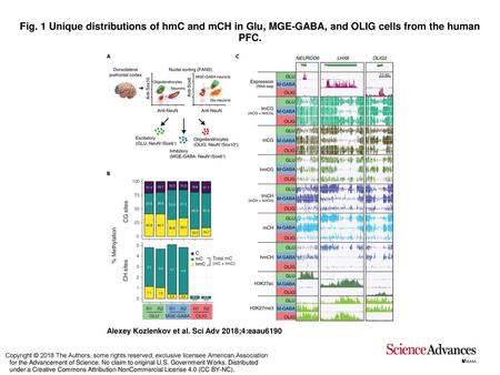 Fig. 1 Unique distributions of hmC and mCH in Glu, MGE-GABA, and OLIG cells from the human PFC. Unique distributions of hmC and mCH in Glu, MGE-GABA, and.