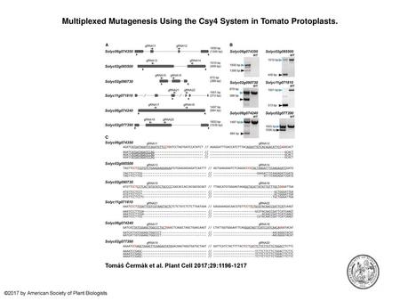 Multiplexed Mutagenesis Using the Csy4 System in Tomato Protoplasts.