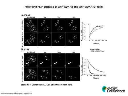 FRAP and FLIP analysis of GFP-ADAR2 and GFP-ADAR1C-Term.