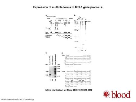 Expression of multiple forms of MEL1 gene products.