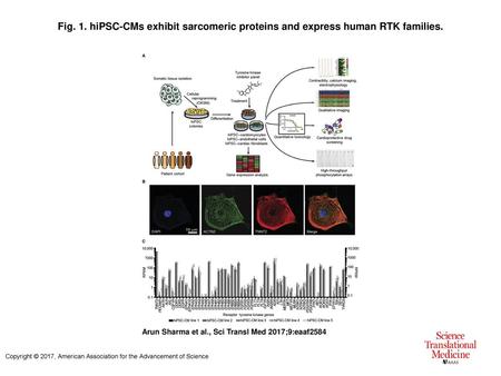 hiPSC-CMs exhibit sarcomeric proteins and express human RTK families