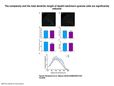 The complexity and the total dendritic length of ApoE4 adult-born granule cells are significantly reduced. The complexity and the total dendritic length.