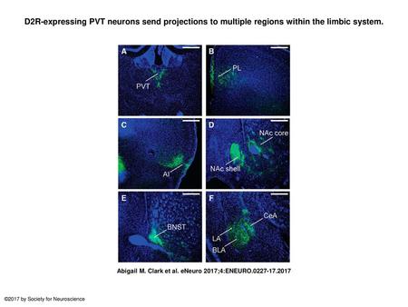 D2R-expressing PVT neurons send projections to multiple regions within the limbic system. D2R-expressing PVT neurons send projections to multiple regions.