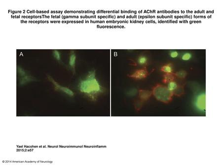 Figure 2 Cell-based assay demonstrating differential binding of AChR antibodies to the adult and fetal receptorsThe fetal (gamma subunit specific) and.