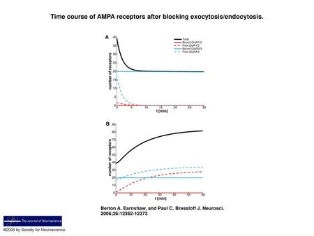 Time course of AMPA receptors after blocking exocytosis/endocytosis.