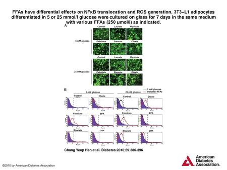 FFAs have differential effects on NFκB translocation and ROS generation. 3T3–L1 adipocytes differentiated in 5 or 25 mmol/l glucose were cultured on glass.