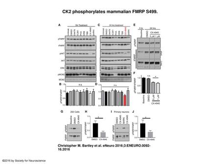 CK2 phosphorylates mammalian FMRP S499.