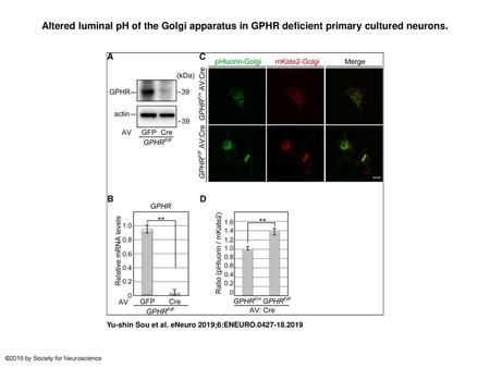 Altered luminal pH of the Golgi apparatus in GPHR deficient primary cultured neurons. Altered luminal pH of the Golgi apparatus in GPHR deficient primary.