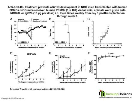 Anti-hOX40L treatment prevents aGVHD development in NOG mice transplanted with human PBMCs. NOG mice received human PBMCs (1 × 107) via tail vein. animals.