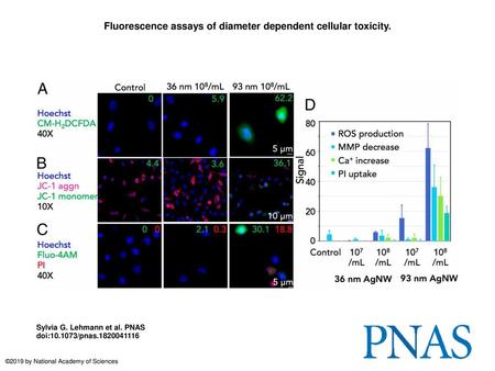 Fluorescence assays of diameter dependent cellular toxicity.