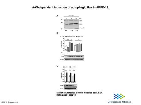 AAS-dependent induction of autophagic flux in ARPE-19.