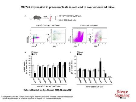 Slc7a5 expression in preosteoclasts is reduced in ovariectomized mice.