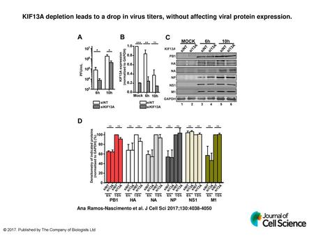 KIF13A depletion leads to a drop in virus titers, without affecting viral protein expression. KIF13A depletion leadsto a drop in virus titers, without.