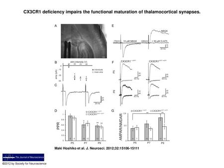 CX3CR1 deficiency impairs the functional maturation of thalamocortical synapses. CX3CR1 deficiency impairs the functional maturation of thalamocortical.