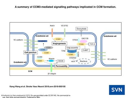 A summary of CCM3-mediated signalling pathways implicated in CCM formation. A summary of CCM3-mediated signalling pathways implicated in CCM formation.