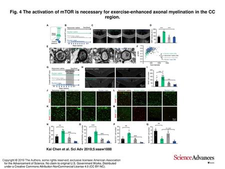 Fig. 4 The activation of mTOR is necessary for exercise-enhanced axonal myelination in the CC region. The activation of mTOR is necessary for exercise-enhanced.