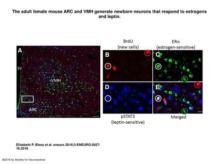 The adult female mouse ARC and VMH generate newborn neurons that respond to estrogens and leptin. The adult female mouse ARC and VMH generate newborn neurons.