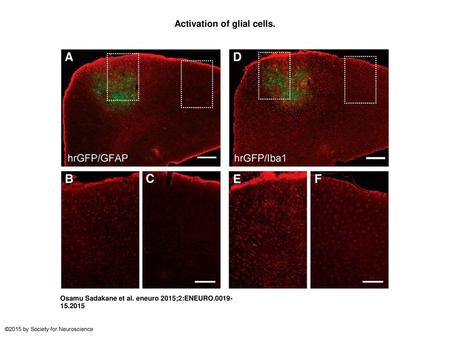 Activation of glial cells.