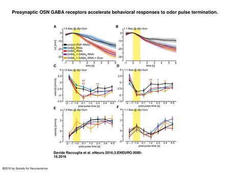 Presynaptic OSN GABA receptors accelerate behavioral responses to odor pulse termination. Presynaptic OSN GABA receptors accelerate behavioral responses.